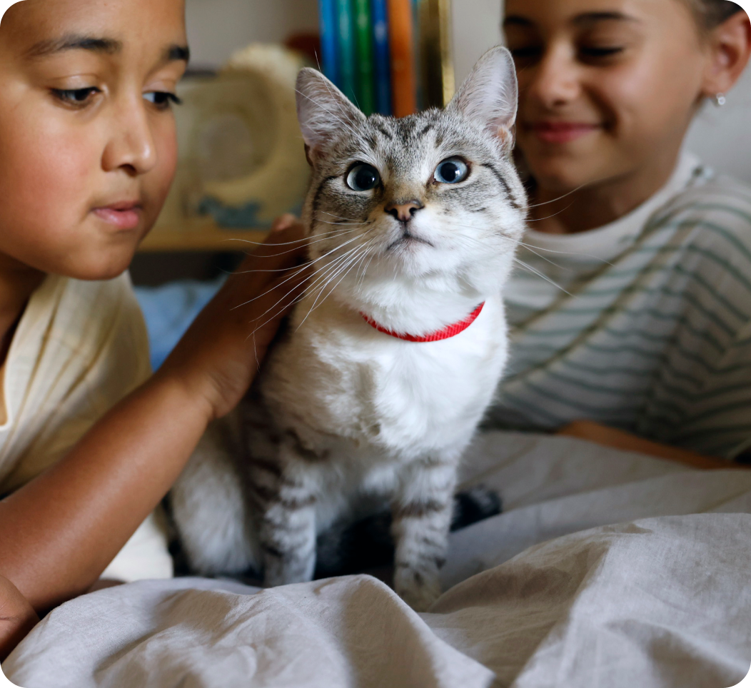 kids petting cat