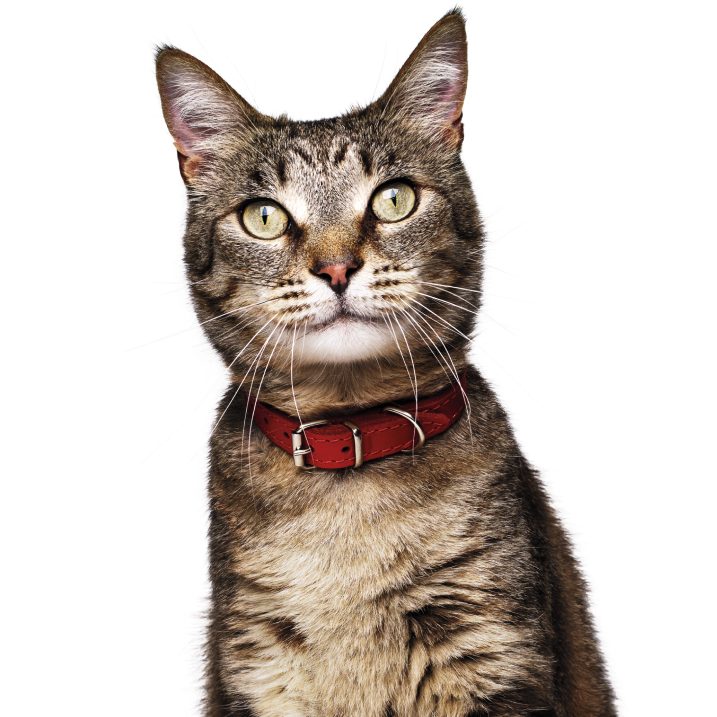 Happy cat looking at camera