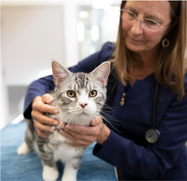Grey and white cat being examined by vet nurse