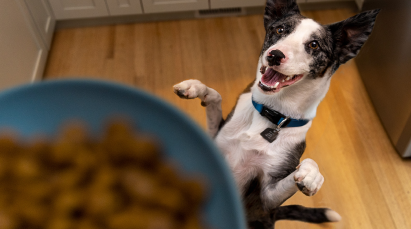 Dog and bowl of food